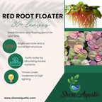 Ultimate Floating Plant Bundle - Duckweed, Red Root Floaters, Salvinia - Aquarium Enthusiasts’ Dream Collection