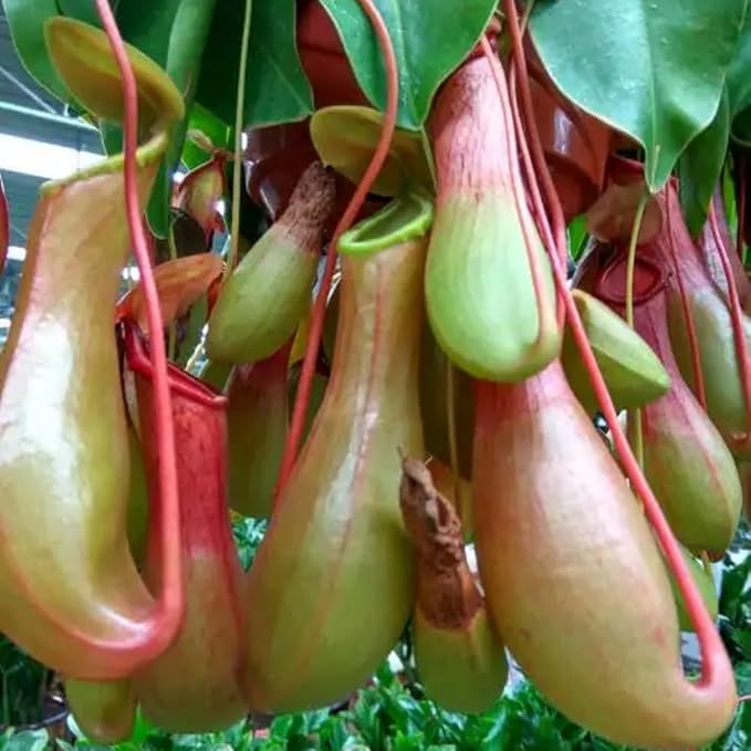 150+ Nepenthes Seeds - Tropical Carnivorous Plants, Unique Pitcher Shapes for Balcony & Garden Decoration, Moisture -Tolerant Easy Care