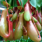 150+ Nepenthes Seeds - Tropical Carnivorous Plants, Unique Pitcher Shapes for Balcony & Garden Decoration, Moisture -Tolerant Easy Care
