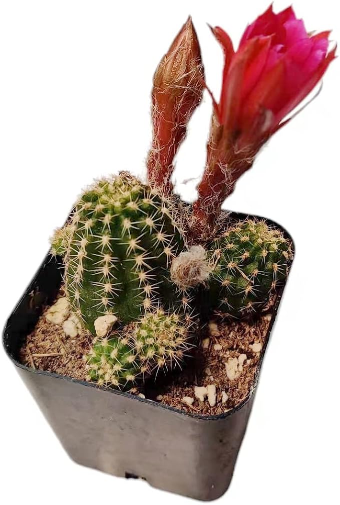 Live Succulent Cactus Plants from USKC (2" Pot) (Chamaelobivia 'Rose Quartz' Peanut Cactus)