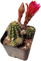 Live Succulent Cactus Plants from USKC (2" Pot) (Chamaelobivia 'Rose Quartz' Peanut Cactus)