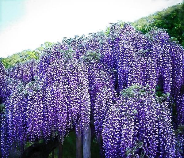 5 Blue Flowering Chinese Wisteria Vines - 12-18" Tall Live Plants - Wisteria Seedlings - Wisteria sinensis - (5 Pack)