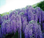 5 Blue Flowering Chinese Wisteria Vines - 12-18" Tall Live Plants - Wisteria Seedlings - Wisteria sinensis - (5 Pack)