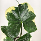 Elephant Ear Plants, Rare Colocasia Plant Live, Perennial Esculenta Taro Alocasia 4-8 Inch Tall, Indoor Outdoor Garden (Variegated White)