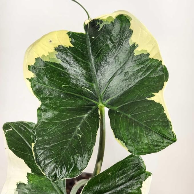 Elephant Ear Plants, Rare Colocasia Plant Live, Perennial Esculenta Taro Alocasia 4-8 Inch Tall, Indoor Outdoor Garden (Variegated White)