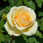 Fragrant Rose Plant Live Bush Shrub or Climbing, Old-Fashioned Roses Summer Rebloomer in 2.5 Inch Pot, Lanscape Rose Plant (Assorted) (Creamy Yellow)