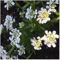 RedCrocus White Out Candytuft Iberis sempervirens- Evergreen Ground Cover, White Flower Clusters, Attracts Pollinators, Container & Garden Use, Pet Safe 2 Gallon
