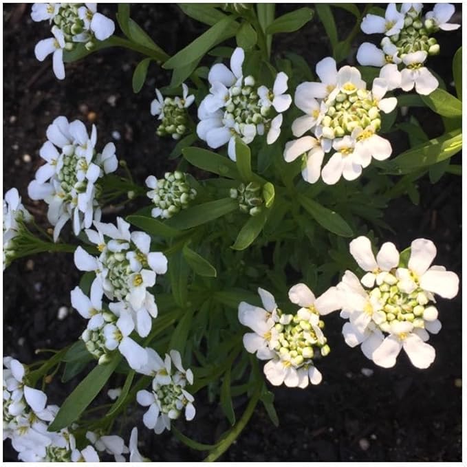 RedCrocus White Out Candytuft Iberis sempervirens- Evergreen Ground Cover, White Flower Clusters, Attracts Pollinators, Container & Garden Use, Pet Safe 2 Gallon