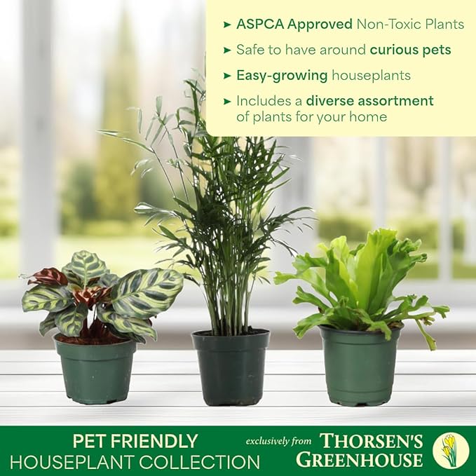 Thorsen's Greenhouse Live Pet Safe Houseplants (3 Pack), Easy to Grow, Pet Friendly & Non-Toxic, Grower's Choice Bundle, 4-inch Diameter Established Plants, Nursery Pot (3-Pack)