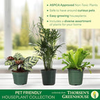Thorsen's Greenhouse Live Pet Safe Houseplants (3 Pack), Easy to Grow, Pet Friendly & Non-Toxic, Grower's Choice Bundle, 4-inch Diameter Established Plants, Nursery Pot (3-Pack)