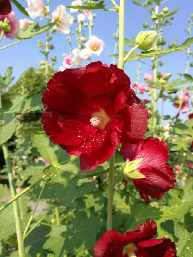 50pcs Summer Carnival Mix Hollyhock Seeds Heirloom Non-GMO Dwarf Biennial Pollinators