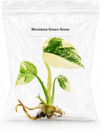 Monstera Green Snow Tissue Culture Starter Live Plant, Rare Monstera Plant, Tropical Indoor Plant, Live Plants Indoor, Tissue Culture Houseplants, Exotic Plants for Collectors and Beginners