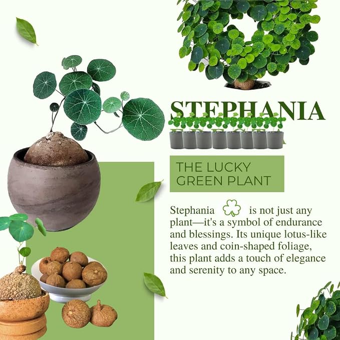 2"-2.5" Hardy Stephania Cephalantha Plant Small Caudex Wide, Rare Succulent Already Sprouts with No Hair Roots, for Planting,Home Decor, Houseplant Decor