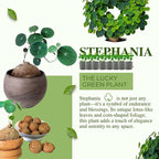 2"-2.5" Hardy Stephania Cephalantha Plant Small Caudex Wide, Rare Succulent Already Sprouts with No Hair Roots, for Planting,Home Decor, Houseplant Decor