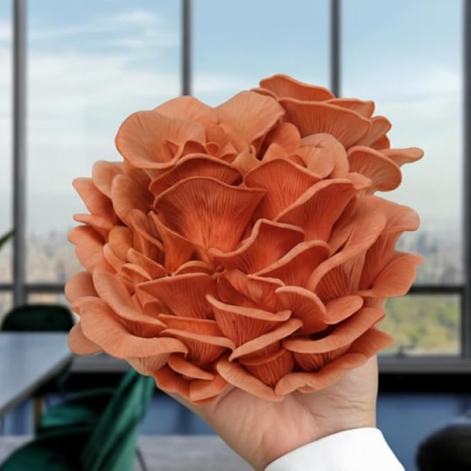 Forest Origins Oyster Mushroom Grow Kit 2-Pack, Pink and Brown Varieties, Harvest in 10 Days, Beginner Friendly, Handmade in California USA, Unique Gift Set