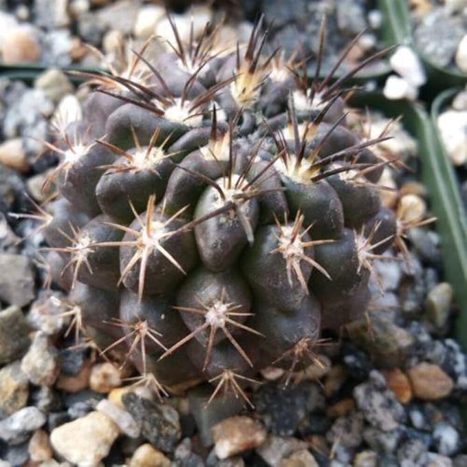 Neochilenia huascensis eriosyce crispa Cacti Cactus Succulent Real Live Plant