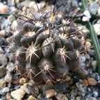 Neochilenia huascensis eriosyce crispa Cacti Cactus Succulent Real Live Plant