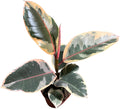 Variegated Ficus Elastica Tineke Rubber Plant in 4 inch Pot, Air Purifier Live Plant, Tropical Easy Care Houseplant, Office Gift Plant, Low Light Indoor Plant