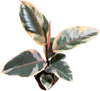 Variegated Ficus Elastica Tineke Rubber Plant in 4 inch Pot, Air Purifier Live Plant, Tropical Easy Care Houseplant, Office Gift Plant, Low Light Indoor Plant