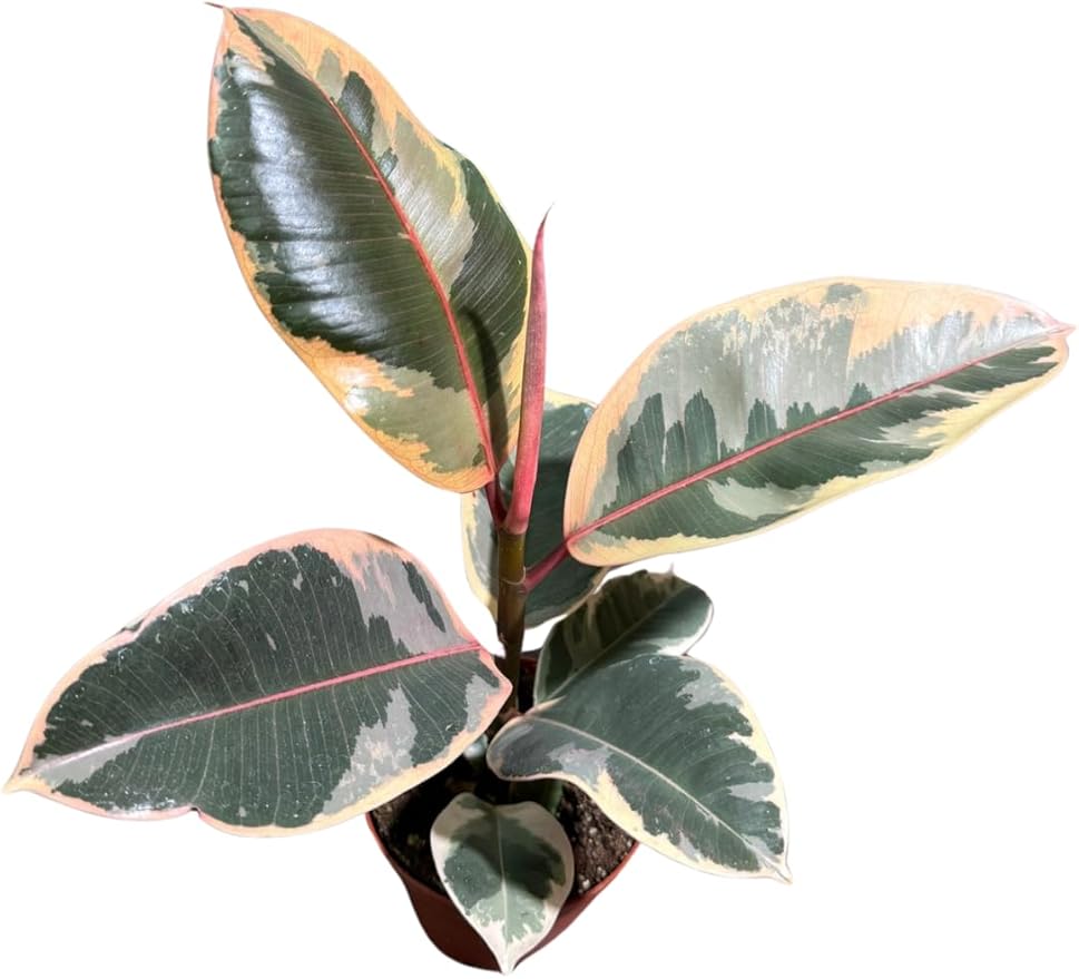 Variegated Ficus Elastica Tineke Rubber Plant in 4 inch Pot, Air Purifier Live Plant, Tropical Easy Care Houseplant, Office Gift Plant, Low Light Indoor Plant