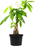 Live Money Tree Houseplant in 6" Grower Pot, Air Purifying Pet Friendly Plant, Easy Care for Beginners, Pachira Aquatica, Bonsai & Feng Shui Houseplants by Plants for Pets