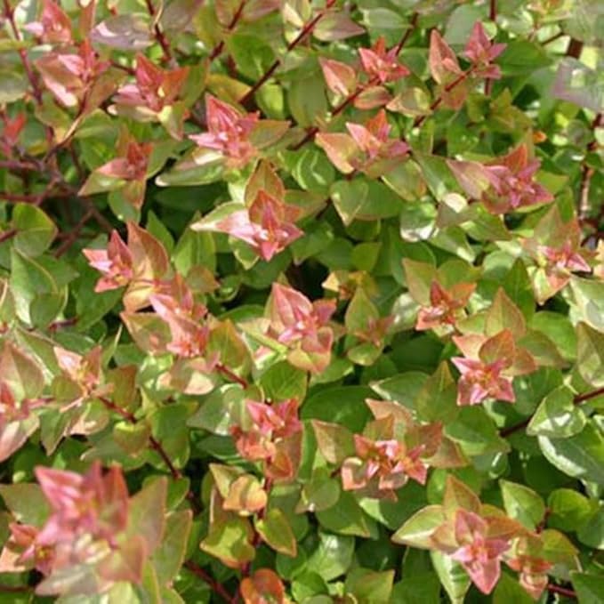 Blooming & Beautiful - Rose Creek Abelia - 3 gal - Semi-Evergreen Shrub - Green Foliage - Fragrant Pinkish-White Flowers - Summer to Fall - Zones 6-9 - Abelia x grandiflora 'Rose Creek' - 3 Gallon Pot
