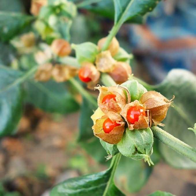 100+ Seed Ashwagandha Seeds for Planting Outdoor -Plant & Grow Heirloom Medicinal Herb Non-GMO in Your Home Garden