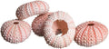 Nautical Crush Trading Sea Urchins Shells for Air Plants - 5 Pink (1-2") Sea Urchin Shells - Hanging Air Plant Holder - Air Plants Live Holders - No Plants Included