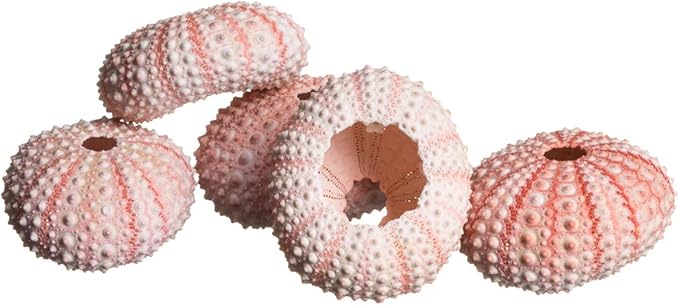 Nautical Crush Trading Sea Urchins Shells for Air Plants - 5 Pink (1-2") Sea Urchin Shells - Hanging Air Plant Holder - Air Plants Live Holders - No Plants Included