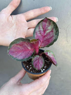 PLANTVERS Live Calathea Plant in 2" Grow Pot – Easy Care & Low Maintenance Tropical Houseplant – Air Purifying Indoor Plant for Low Light & Home Décor (Calathea Roseopicta ‘Rosy’)