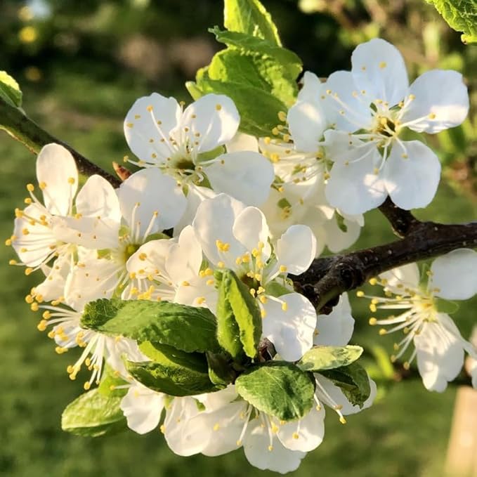 2 Mock Orange Plant Live | Mock Orange Shrub Plants for Gardens | 1–2 Ft Tall Outdoor Bushes | Suitable for Yard Planting and Landscape Use