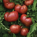 Beefsteak Tomato Plants, Live Plants, 4-8 Inch Tall, 4 Inch Pots, Non-GMO (1, 2)