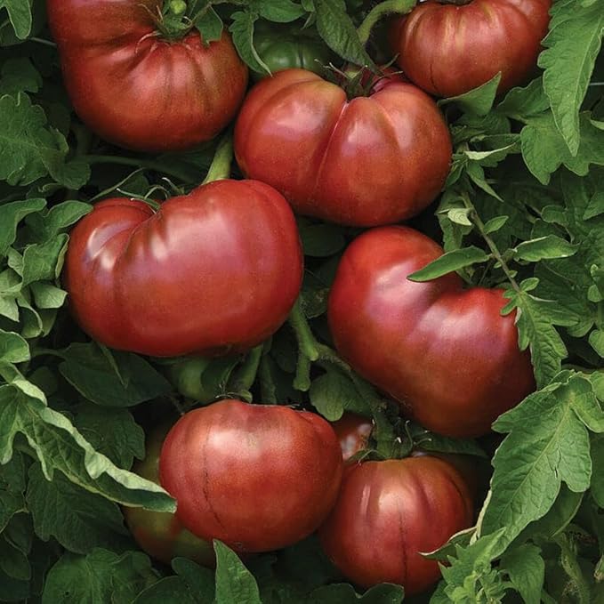 Beefsteak Tomato Plants, Live Plants, 4-8 Inch Tall, 4 Inch Pots, Non-GMO (1, 2)