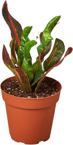 Croton Mammy Live Plant for Indoor | Different Houseplants in 3'' Pot | Real House Plant for Living Room, Office, Desk & Bathroom | Codiaeum | Mammy