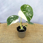 Monstera Plant Live, Rare Tropical Monstera Well Rooted, Live Philodendron Indoor Houseplant 4-8 Inches Ready to Grow (Variegated White Monstera)