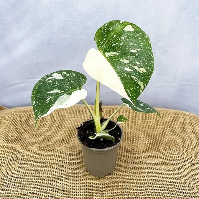 Monstera Plant Live, Rare Tropical Monstera Well Rooted, Live Philodendron Indoor Houseplant 4-8 Inches Ready to Grow (Variegated White Monstera)
