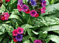 3 Live Pulmonaria Lungwort Starter Perennial Plants. Super Healthy. Awesome Colors. Easy to Grow