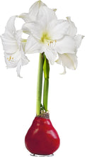 Waxed Amaryllis Bulb - Red Wax, White Blooms - Easy Care - No Watering Needed! Beautiful Live Décor!