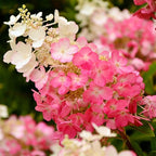 Hydrangea Live Plant, 6-12 Inch Tall, Hardy Flowering Shrub in 2.5" Pot, Outdoor Garden Hydrangea Bush (Pink Hydrangea)