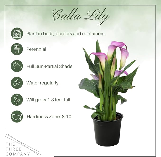 Live Flowering Calla Lily (2 Plants Per Pack) - Purple Bicolor, 3+ Blooms - Beautiful Spring Perennial - 12" Tall by 5" Wide in 1 Qt Pot