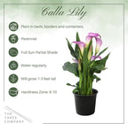 Live Flowering Calla Lily (2 Plants Per Pack) - Purple Bicolor, 3+ Blooms - Beautiful Spring Perennial - 12" Tall by 5" Wide in 1 Qt Pot