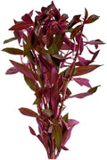 Live Aquarium Ludwigia Repens Plants - Great Background for Fish - Long Lasting & Easy to Maintain - Suitable for Summer & Winter - Natural Oxygenator - Bunch - Dark Red