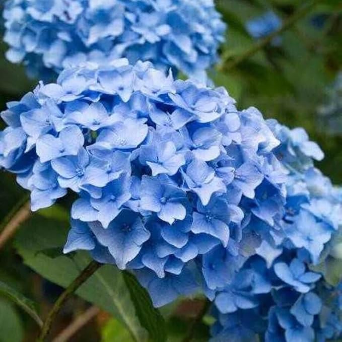 2 Blue Hydrangea Live Plants for Planting | 12-24" Rooted Cuttings | Cold-Hardy Macrophylla Flowering Shrub | Dormant Plant