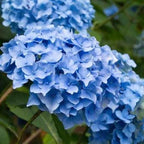 2 Blue Hydrangea Live Plants for Planting | 12-24" Rooted Cuttings | Cold-Hardy Macrophylla Flowering Shrub | Dormant Plant