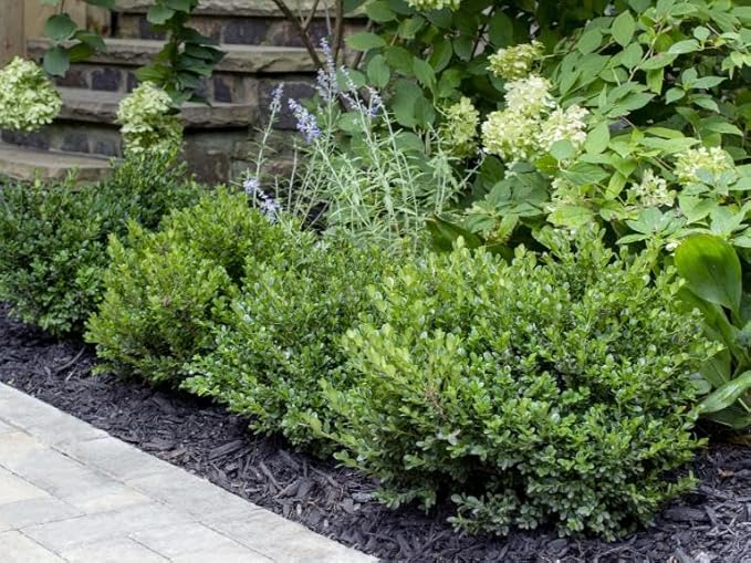 Little Missy Dwarf Boxwood (Buxus) - Live Plant - (1 QT)