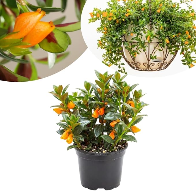 Goldfish Plants Live in 4 Inches Pot, Orange Goldfish Flower Plant, Live Houseplants Succulent for Hanging Basket, Well Rooted, 4-7 Inches Tall