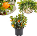 Goldfish Plants Live in 4 Inches Pot, Orange Goldfish Flower Plant, Live Houseplants Succulent for Hanging Basket, Well Rooted, 4-7 Inches Tall