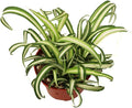 California Tropicals Variegated Spider Plant - Real Live Tropical Houseplant, Perfect for Indoor/Outdoor Home and Office Decoration, Easy Care, Perfect for Pots, Baskets or Patio - 4 Inch