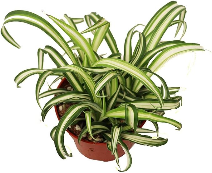 California Tropicals Variegated Spider Plant - Real Live Tropical Houseplant, Perfect for Indoor/Outdoor Home and Office Decoration, Easy Care, Perfect for Pots, Baskets or Patio - 4 Inch