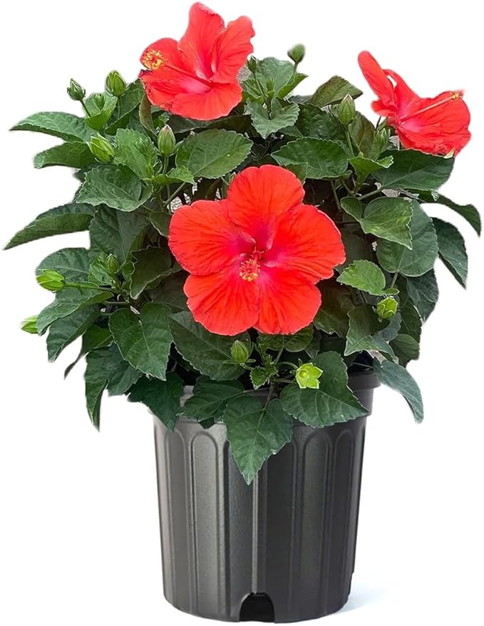 American Plant Exchange Hibiscus 'Red' Plant – Live Flowering Bush, 10-Inch Pot, Tropical Scarlet Blooms for Patios, Garden Beds, and Outdoor Landscapes